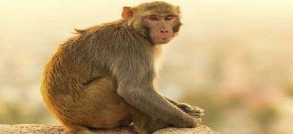 Agra Monkey Menace: Social activists seek removing monkeys out of