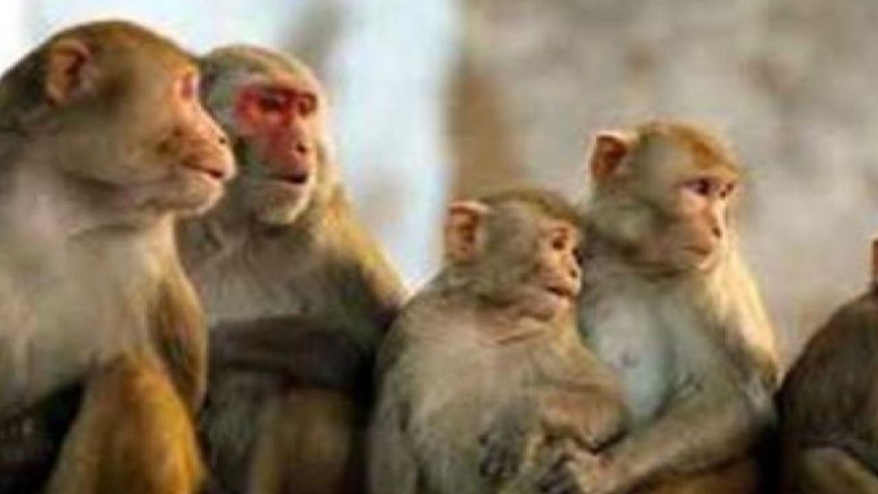 Primate Power! Monkeys Outperform Humans In Cognitive ...